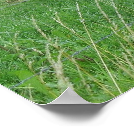 Drie Zitterende Koeien Foto Poster (Hoek)