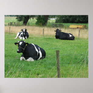 Drie Zitterende Koeien Foto Poster