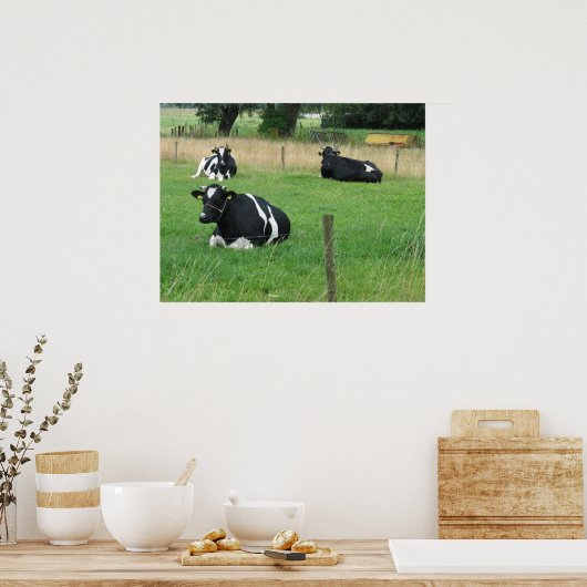 Drie Zitterende Koeien Foto Poster (Keuken)