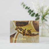 Drie zusters geelvest watten briefkaart (Staand voorkant)