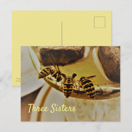 Drie zusters geelvest watten briefkaart (Voorkant / Achterkant)