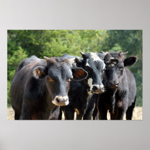 Drie zwarte Baldy-kalveren Poster