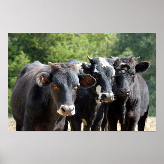 Drie zwarte Baldy-kalveren Poster (Voorkant)