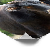 Drie zwarte kalveren poster (Hoek)