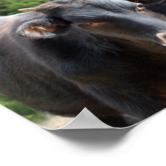 Drie zwarte kalveren poster (Hoek)