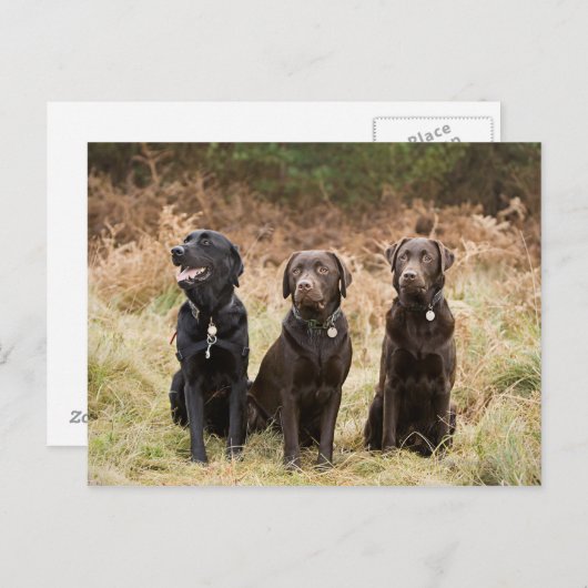 Drie zwarte labradors briefkaart (Voorkant / Achterkant)