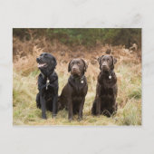 Drie zwarte labradors briefkaart (Voorkant)