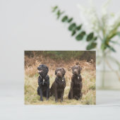 Drie zwarte labradors briefkaart (Staand voorkant)