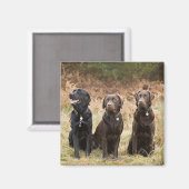 Drie zwarte labradors magneet (Voorkant / Achterkant)