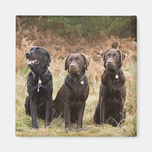 Drie zwarte labradors magneet (Voorkant)