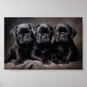 Drie zwarte Pug puppies Poster (Voorkant)
