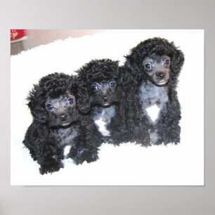 Drie zwarte Speelgoed Poodle-puppies Poster