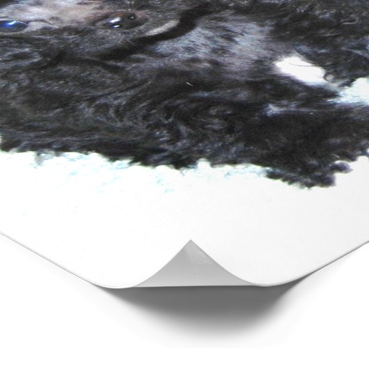 Drie zwarte Speelgoed Poodle-puppies Poster (Hoek)