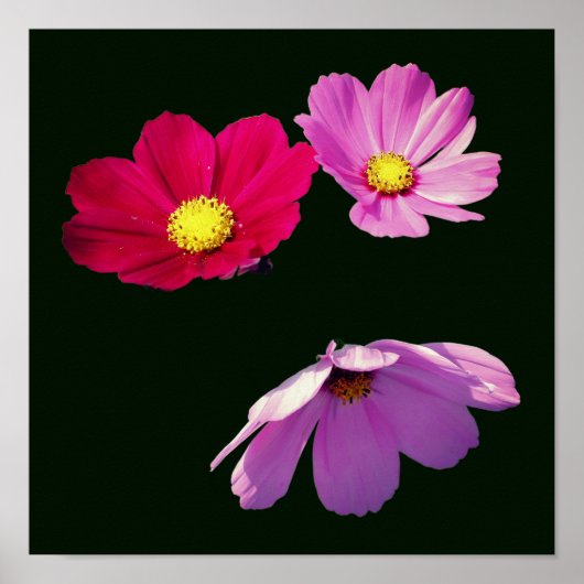Drie zwevende Cosmos-madeliefjes Poster (Voorkant)