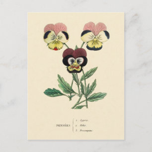 Driebloem Driebloemen Bloem Illustratie Briefkaart