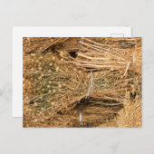 Dried Harmal Briefkaart (Voorkant / Achterkant)