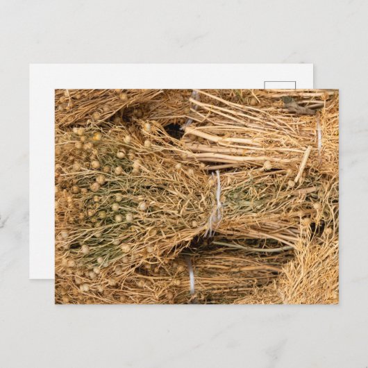 Dried Harmal  Briefkaart (Voorkant / Achterkant)