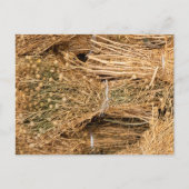 Dried Harmal  Briefkaart (Voorkant)