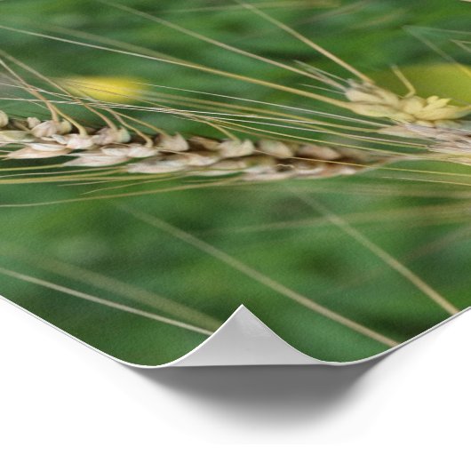 Dried Summer Grass Mirror Abstract Poster (Hoek)