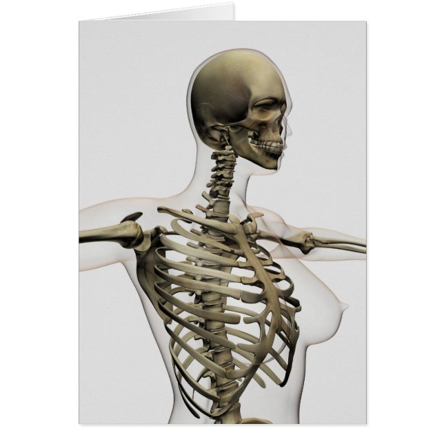 Driedimensionaal Uitzicht van de ribkooi van het V (Voorkant)