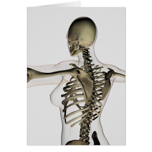 Driedimensionaal Uitzicht van het Vrouw bovenaan (Voorkant)