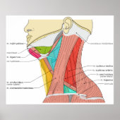 Driehoeken van de halsspieren Anatomisch diagram Poster (Voorkant)