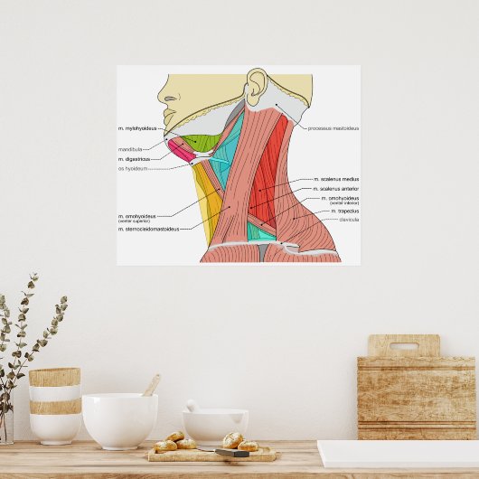 Driehoeken van de halsspieren Anatomisch diagram Poster (Keuken)