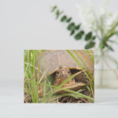 Driehoeksschildpad Briefkaart (Staand voorkant)