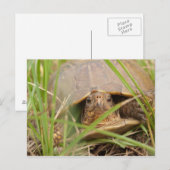 Driehoeksschildpad Briefkaart (Voorkant / Achterkant)