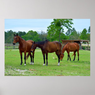 Driekleppige paarden poster