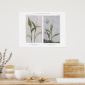 Driekleppige Solomon's-Seal - Vagnera trifolia Poster (Keuken)