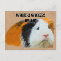 driekleurig cavia