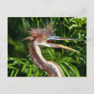 Driekleurig heron met Briefkaart van Bad Hair Day