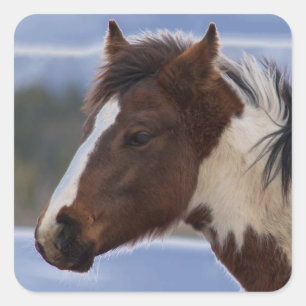 driekleurig paard vierkante sticker