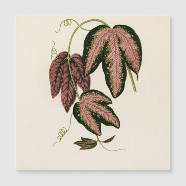 Driekleurig passie (Passiflora Trifasciata) (Voorkant)