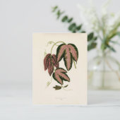 Driekleurig passie (Passiflora Trifasciata) Briefkaart (Staand voorkant)