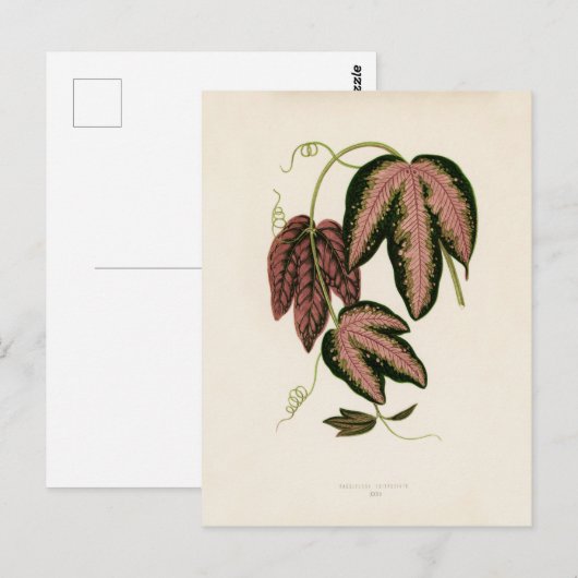 Driekleurig passie (Passiflora Trifasciata) Briefkaart (Voorkant / Achterkant)