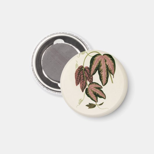 Driekleurig passie (Passiflora Trifasciata) Magneet (Voorkant / Achterkant)