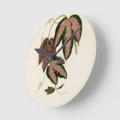 Driekleurig passie (Passiflora Trifasciata) Ronde Klok (Hoek)