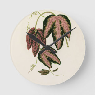 Driekleurig passie (Passiflora Trifasciata)  Ronde Klok