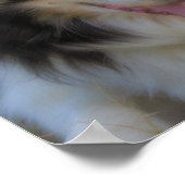 Driekleurige Border Collie Gezicht Poster (Hoek)