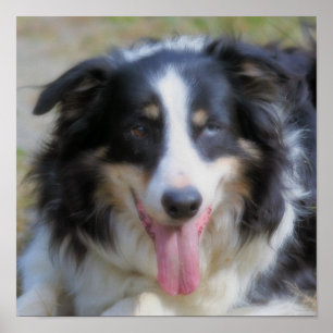 Driekleurige Border Collie Gezicht Poster