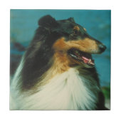 Driekleurige Collie Tile Tegeltje (Voorkant)