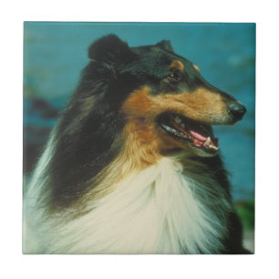 Driekleurige Collie Tile Tegeltje