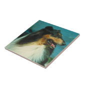 Driekleurige Collie Tile Tegeltje (Zijkant)