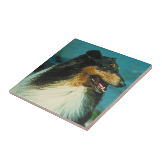 Driekleurige Collie Tile Tegeltje (Zijkant)