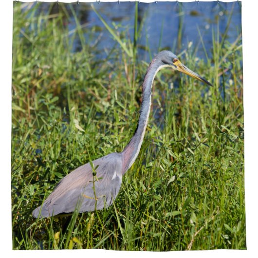 Driekleurige Reiger Wadend in het Moeras Douchegordijn (Voorkant)