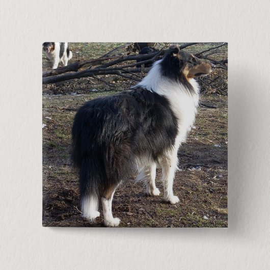 Driekleurige Rough Collie Vierkante Button 5,1 Cm (Voorkant)