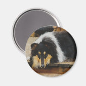 Driekleurige ruw collie-cadeaus magneet (Voorkant / Achterkant)