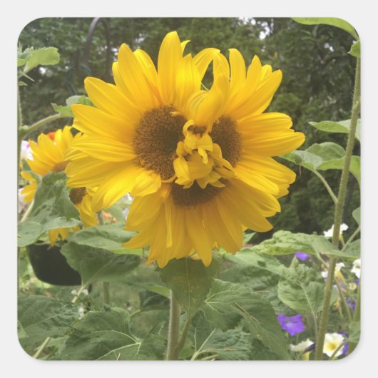 Driekoppige zonnebloem vierkante sticker (Voorkant)